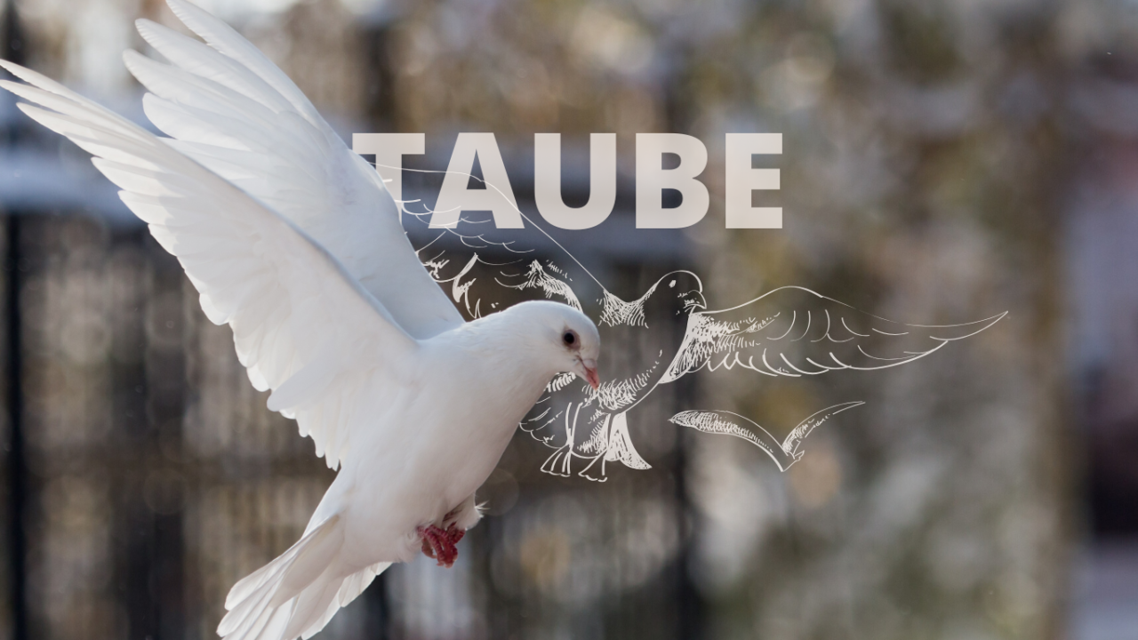 Wofür Steht Die Abkürzung Taube